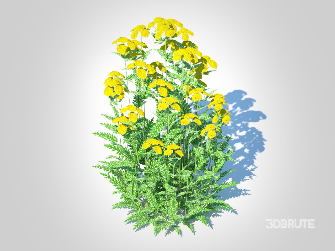 Achillea – yarrow yellow Image 3