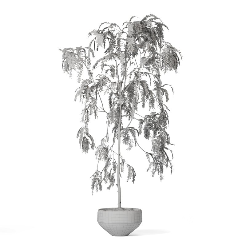 Indoor Plant Suamei Image 2