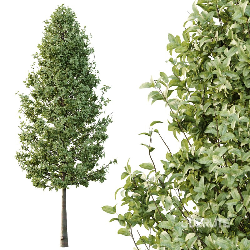 Carpinus Betulus Tree 01 Image 2