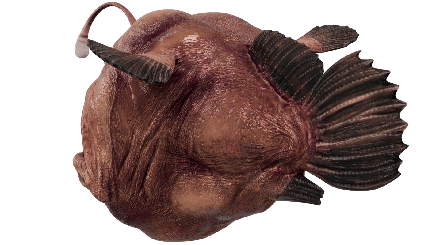 Angler Fish Image 5