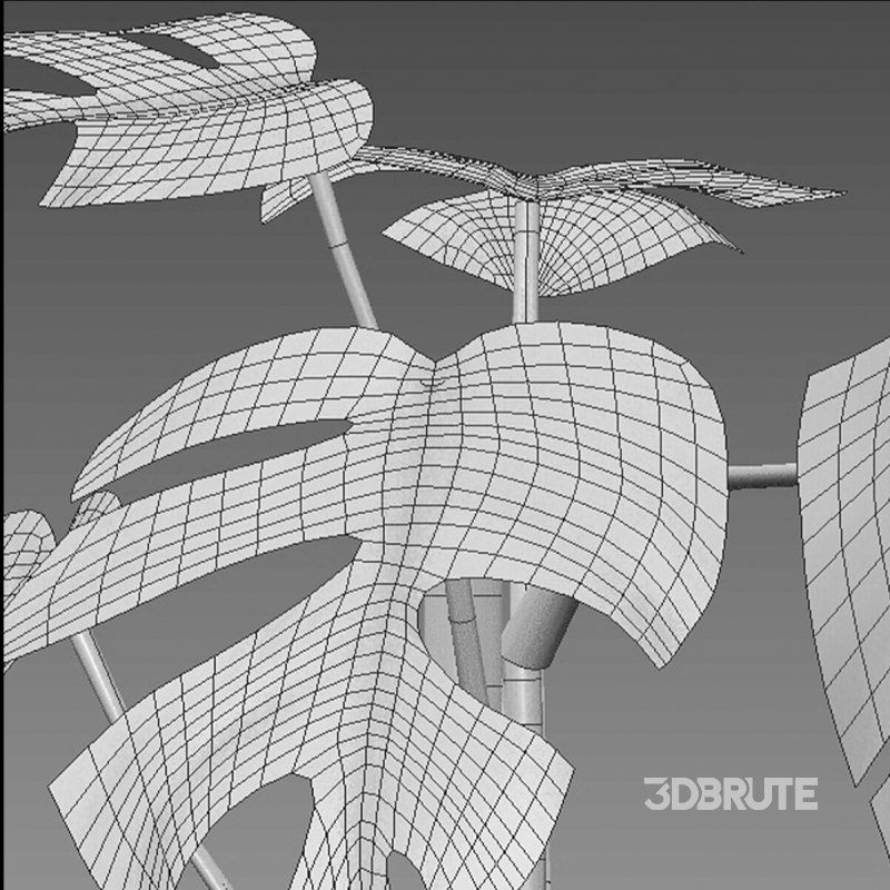 Rhaphidophora tetrasperma variegata – Mini Monstera Image 7