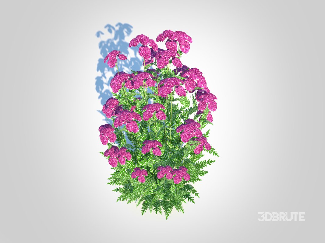 Achillea – yarrow purple Image 2