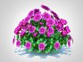 Chrysanthemum – Hardy Mum_purple - Thumbnail 5