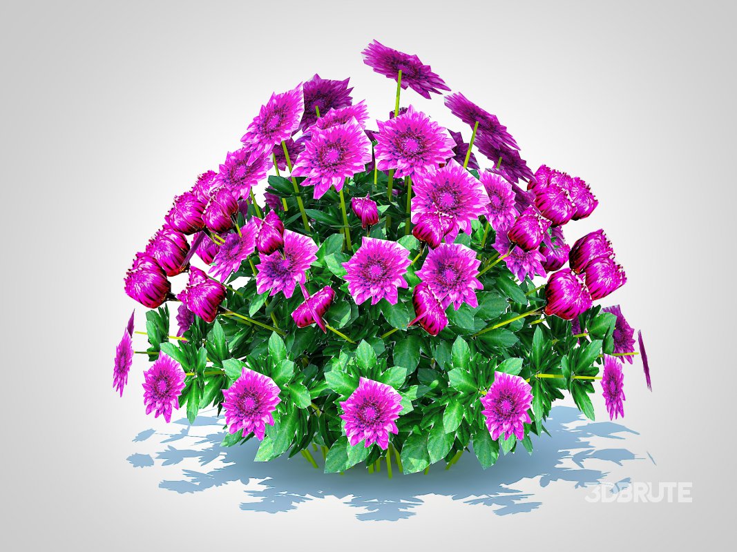 Chrysanthemum – Hardy Mum_purple Image 5