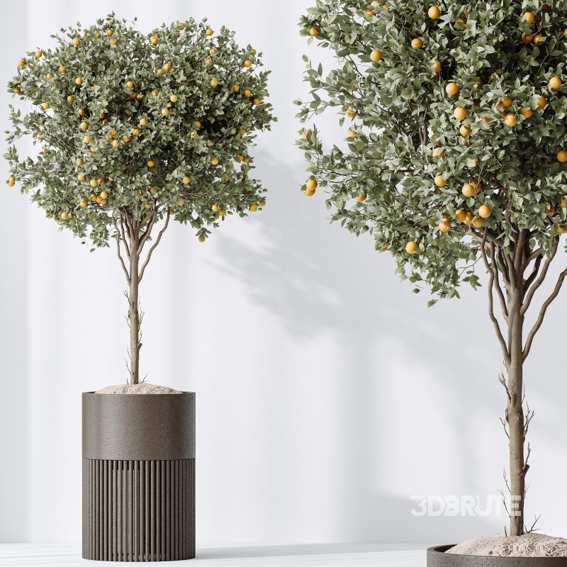 AV Indoor plants set 202 Cactus Grusonii Golden Barrel and Mandarin Citrus Fruit Orange and Mission Olive and Ficus Robusta Abidjan Image 7