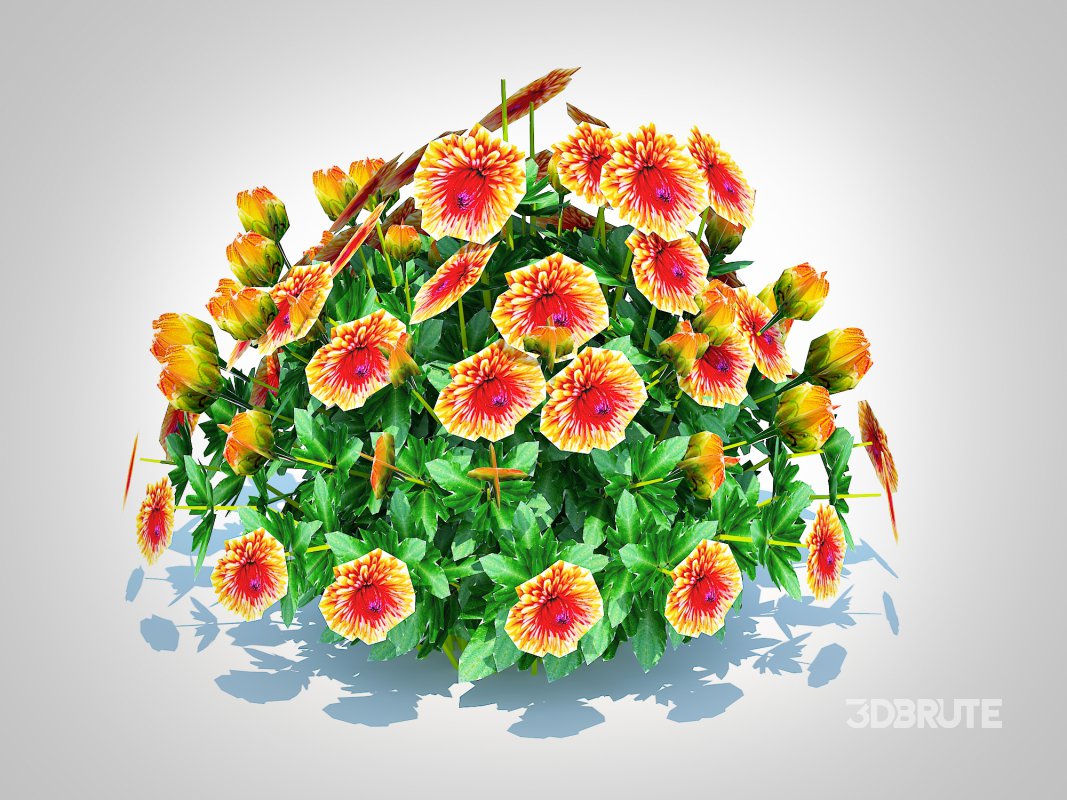 Chrysanthemum – Hardy Mum rust Image 5