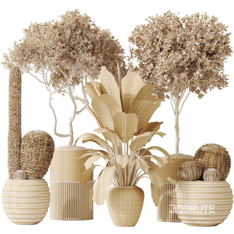 AV Indoor plants set 202 Cactus Grusonii Golden Barrel and Mandarin Citrus Fruit Orange and Mission Olive and Ficus Robusta Abidjan Image 8