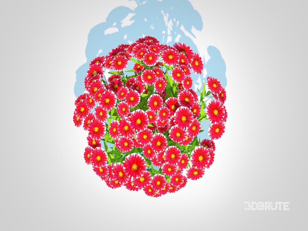 Aster novi-belgii – Dawrf Aster – red Image 4