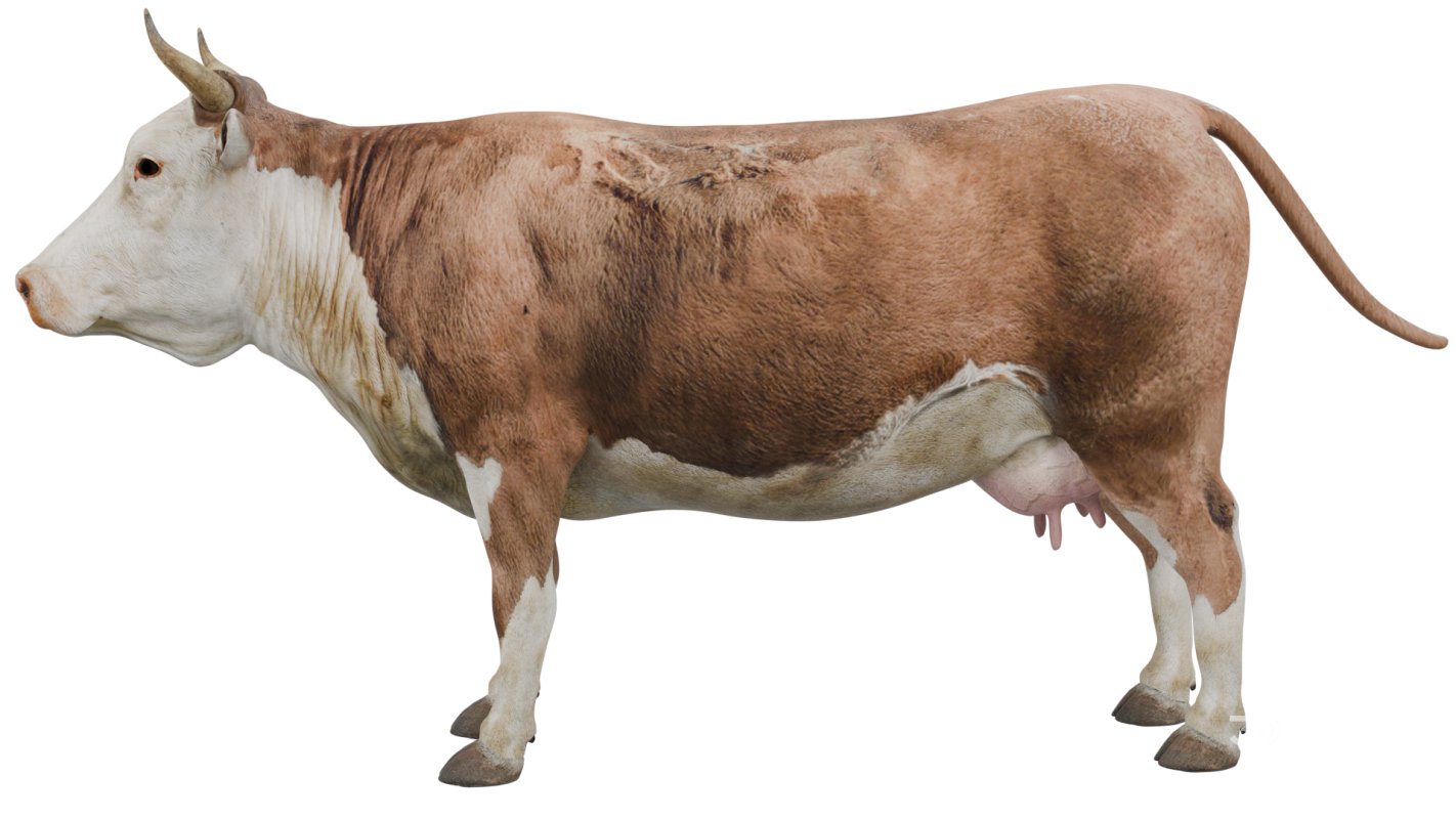 Cow Image 4