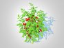 Cherry Tomato - Thumbnail 1