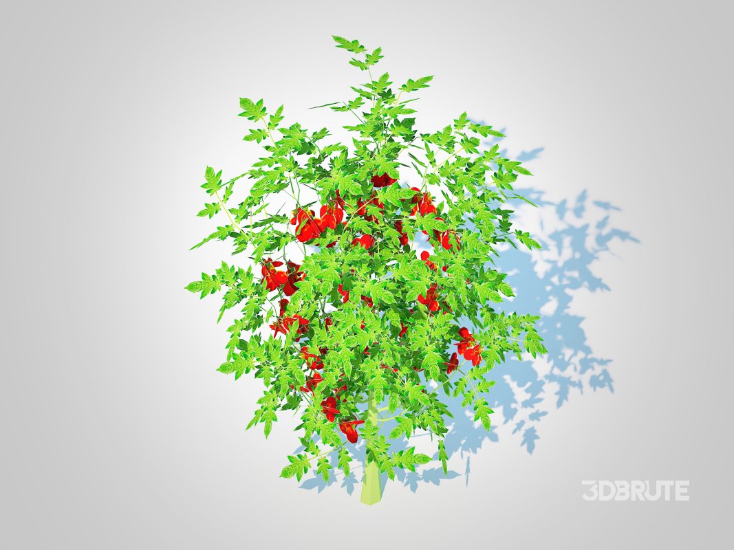 Cherry Tomato Image 1