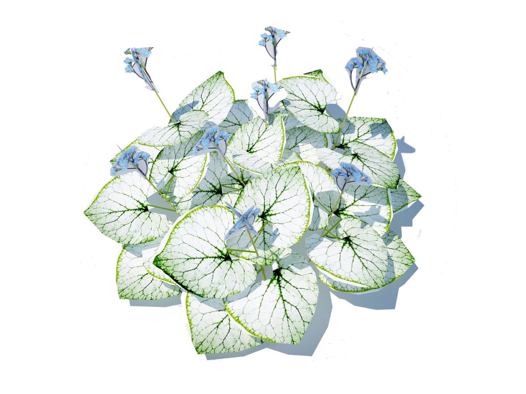 Brunnera Macrophylla-Jack Frost Image 6