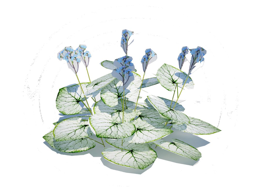 Brunnera Macrophylla-Jack Frost Image 4