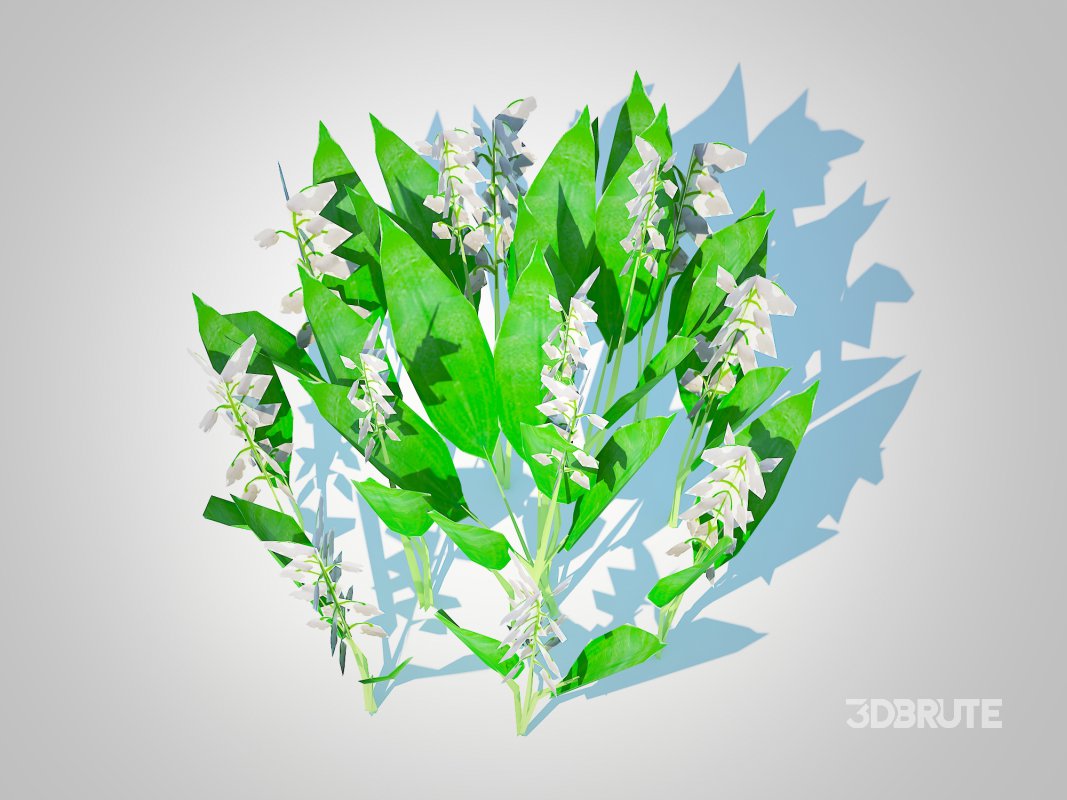 Convallaria majalis – Lily of the Valley Image 4