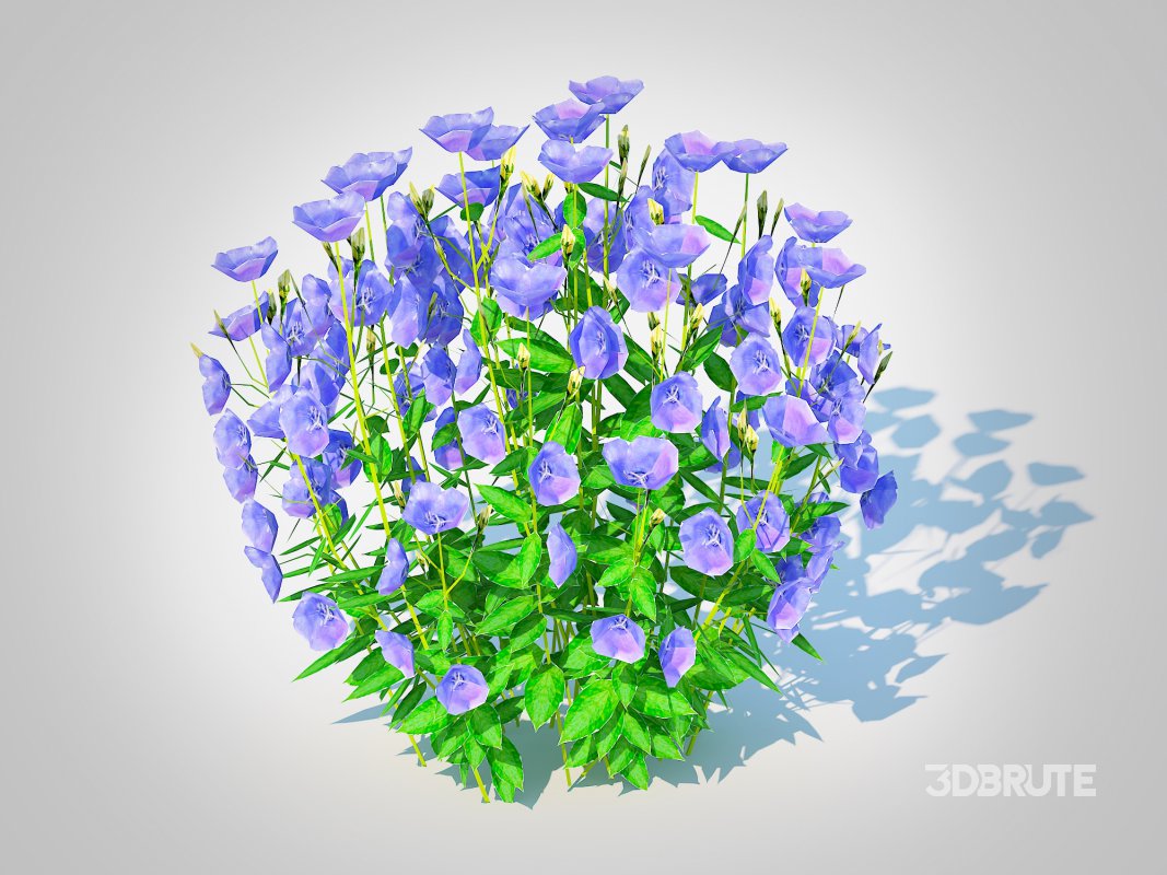 Campanula carpatica – Carpathian Bellflower_Blue Image 1