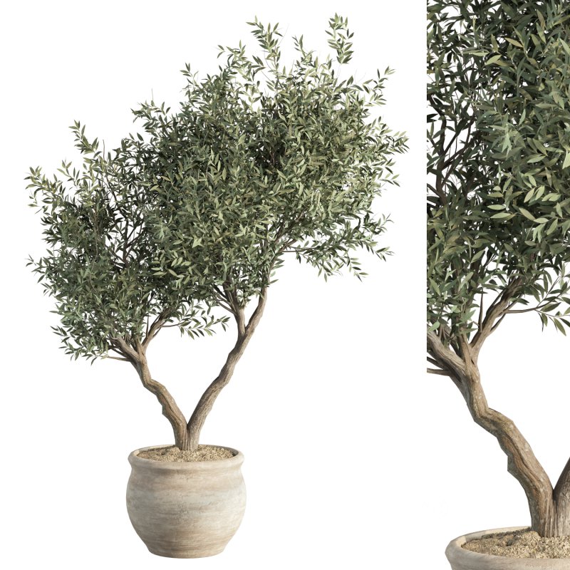 Olive Tree Indoor Plant Set.11 Image 4
