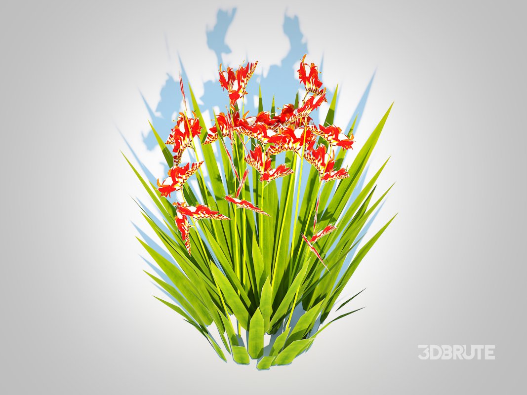 Crocosmia – Montbretia -Orange Image 4