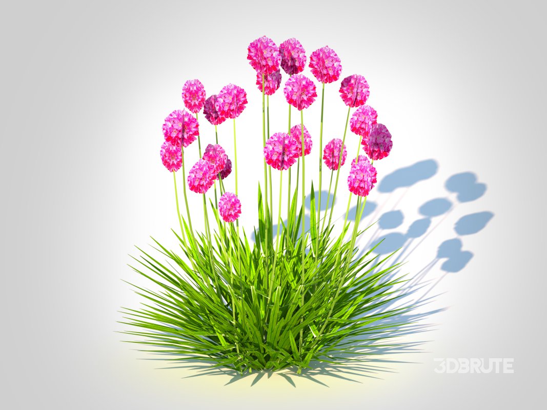 Armeria martima -Gloire de Dusseldorf Image 2