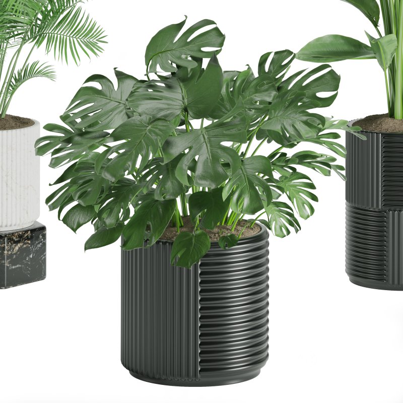 Indoor Plant Tropical Set01 Image 5