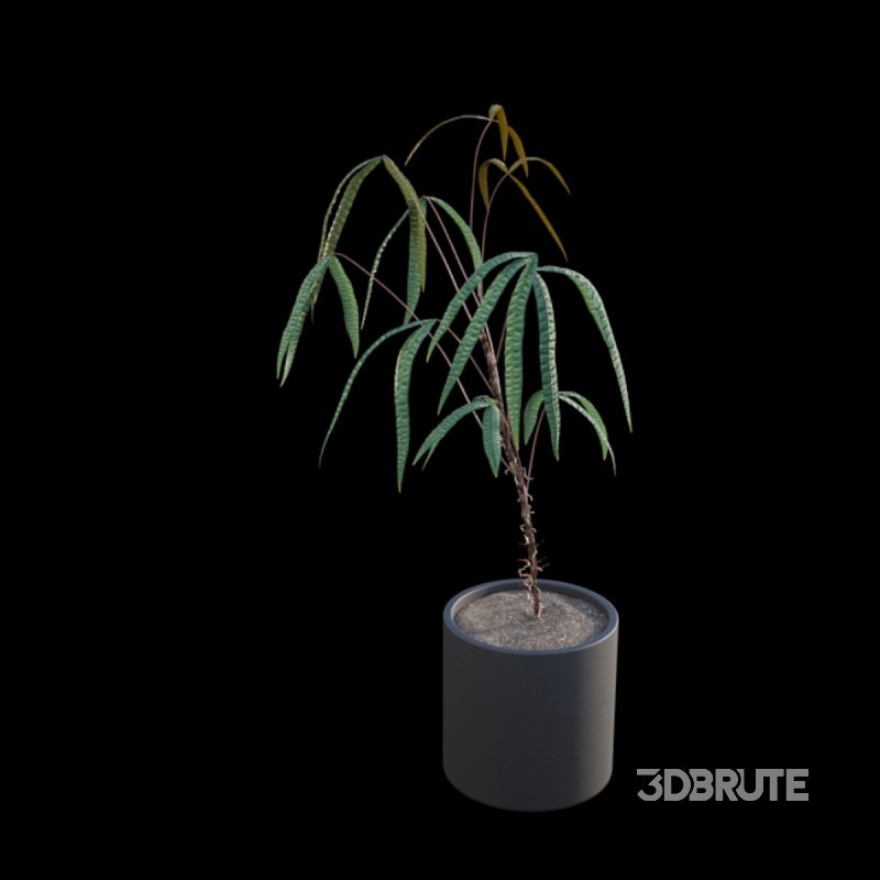 Anthurium cutucuense Image 4