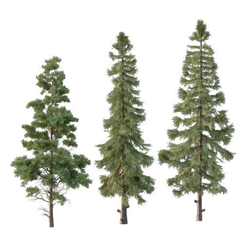 Alaska cedar Chamaecyparis thyoides Tree
