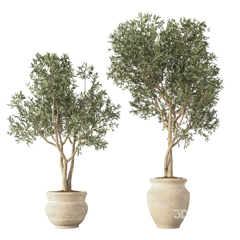 Olive Tree Indoor Set.1 Image 2