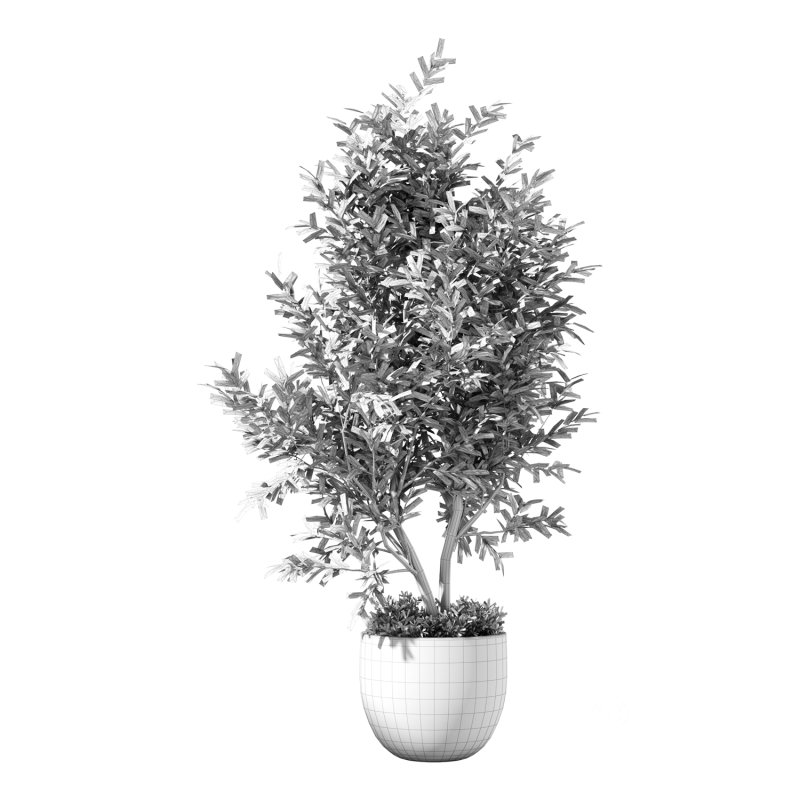 Olive Tree Indoor Plant Set.18 Image 3