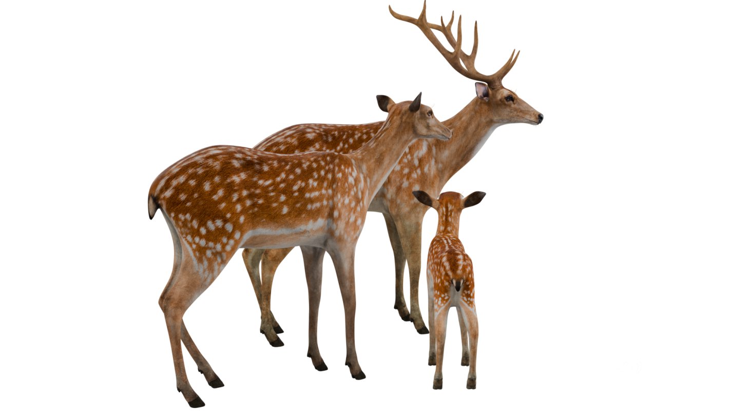 Deer Family Image 8