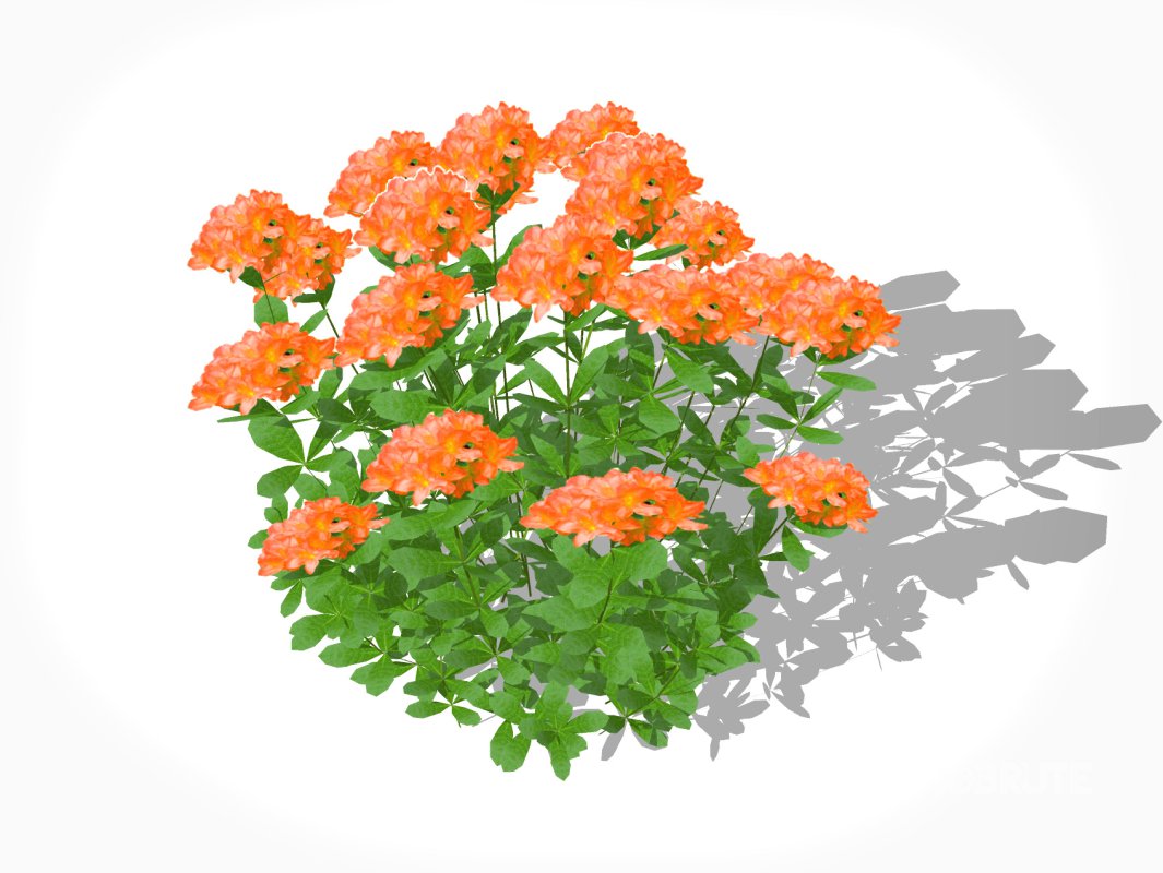 Azalea ( Orange) Image 3