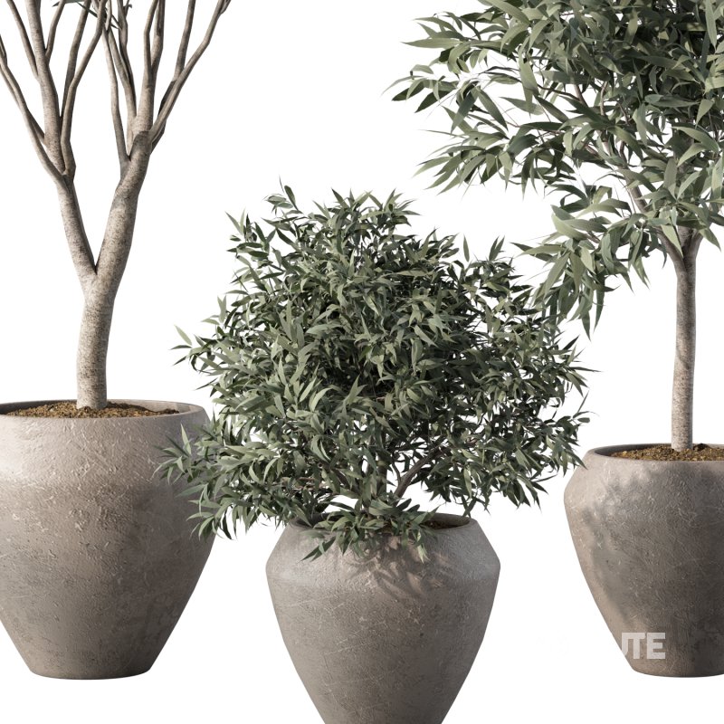 Olive Tree Indoor Plant Set.3 Image 4