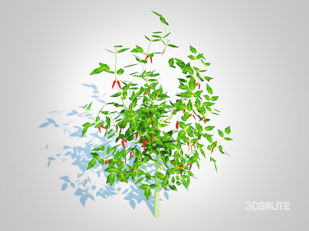 Chilli Pepper-red Image 5