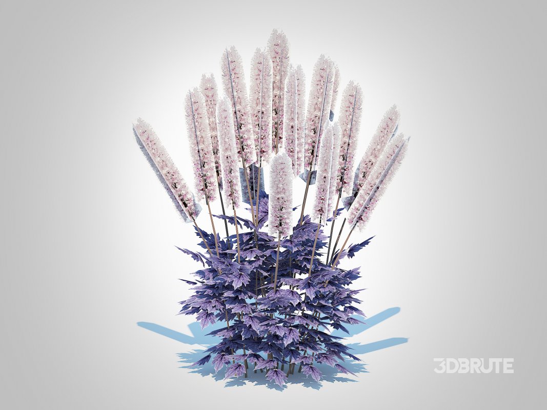 Cimicifuga racemosa Brunette – Bugbane Image 3