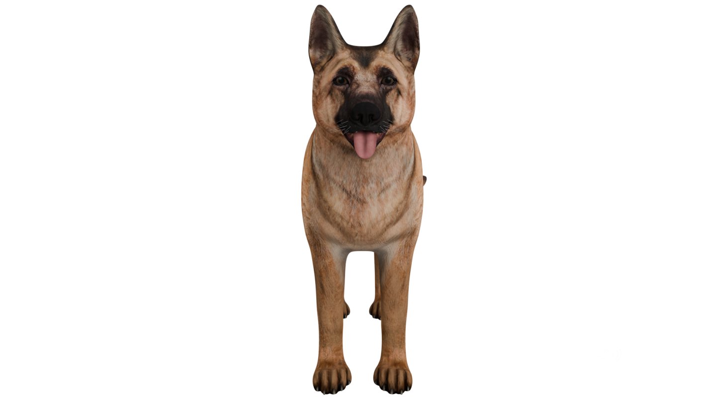 German Shepherd Image 8