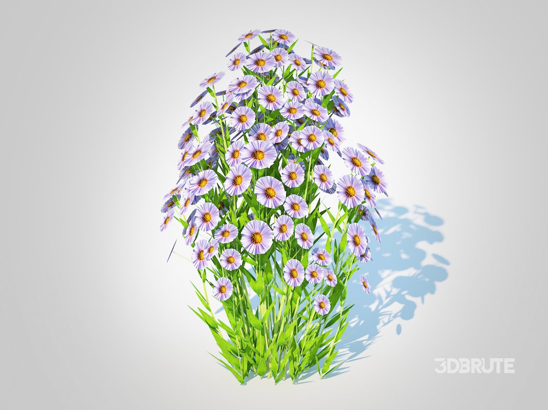 Aster novi-belgii – New York Aster – Blue Image 1