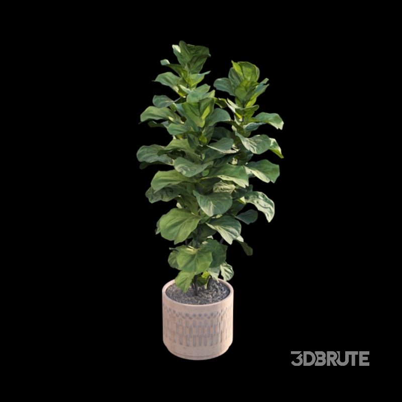 Ficus Lyrata – Ficus pandurata Image 5