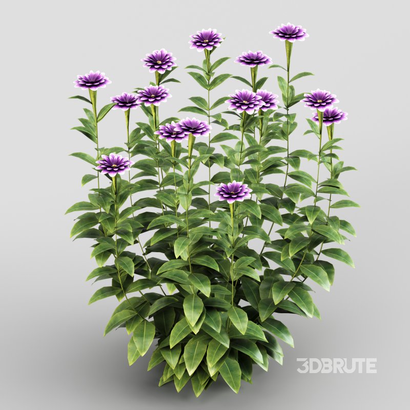 Purple blossom bush Image 2