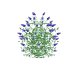 Buddleja Butterfly Bush Blue - Thumbnail 5