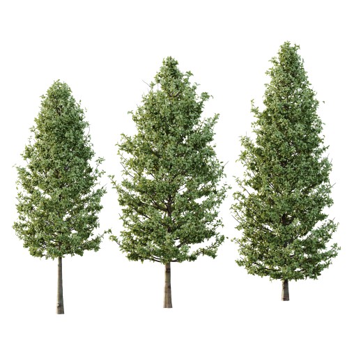 Carpinus Betulus Tree 01