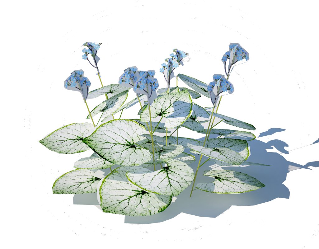 Brunnera Macrophylla-Jack Frost Image 3