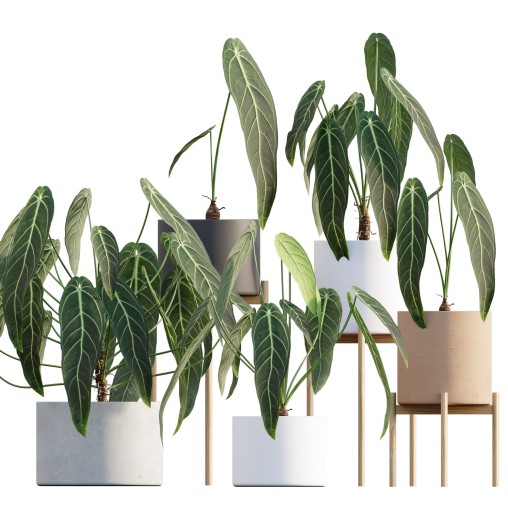 Anthurium warocqueanum