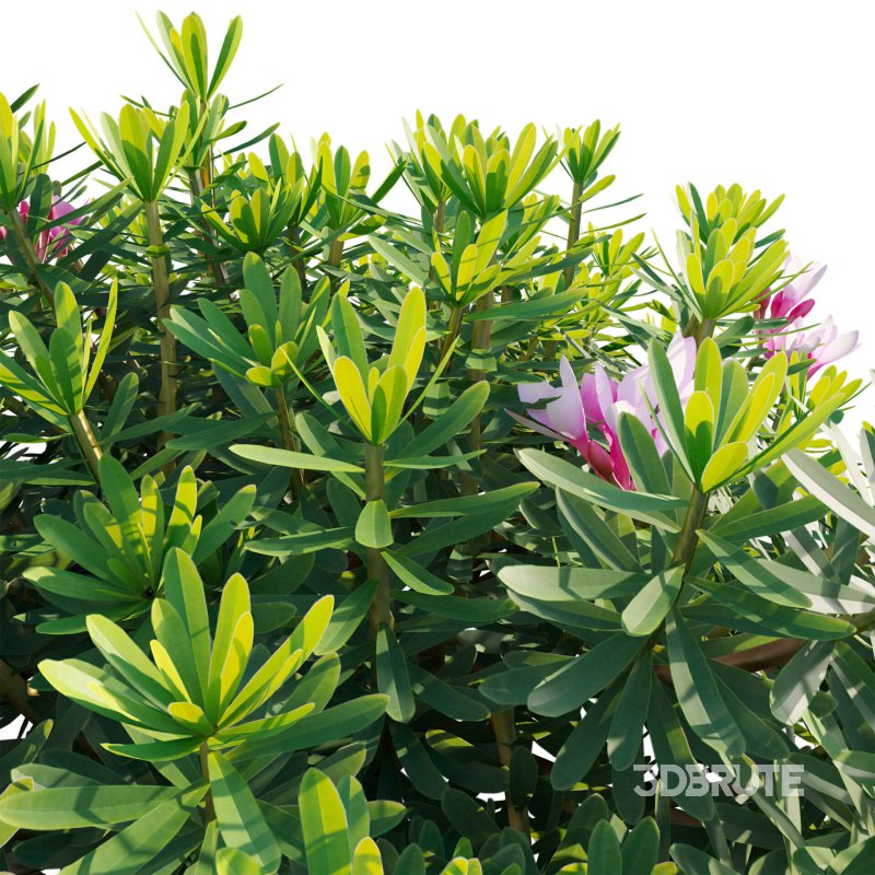 Daphne arbuscula – Shrubby daphne 01 Image 5