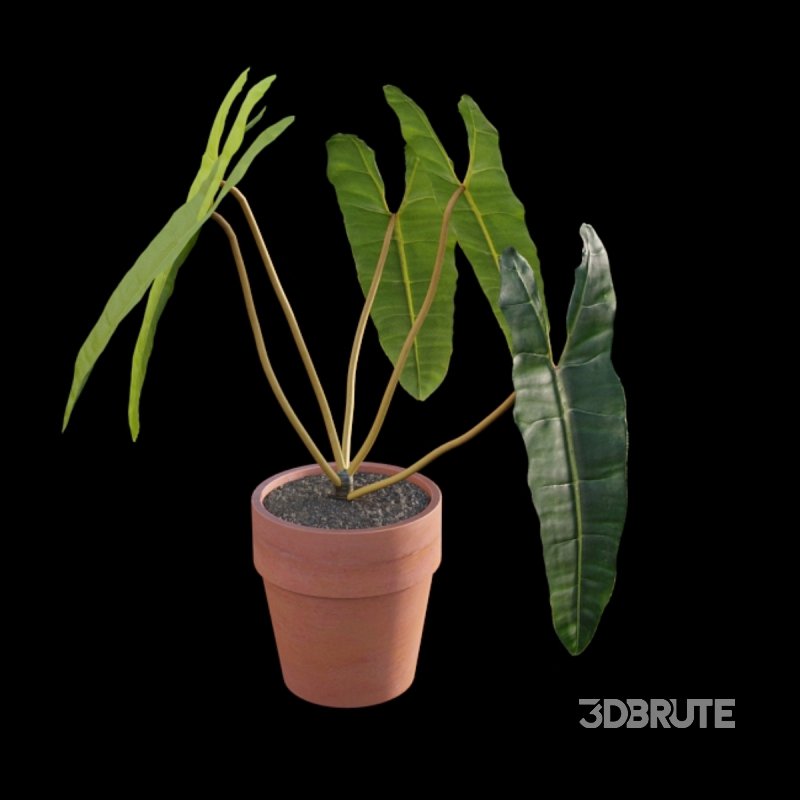 Philodendron billietiae – Croat Image 3