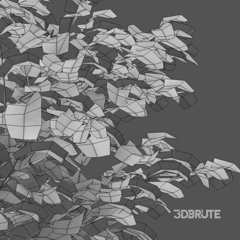 Carpinus betulus – Hornbeam – 01 Image 2