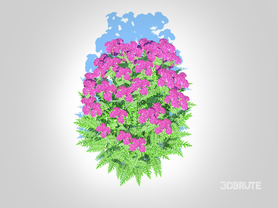 Achillea – yarrow purple Image 3