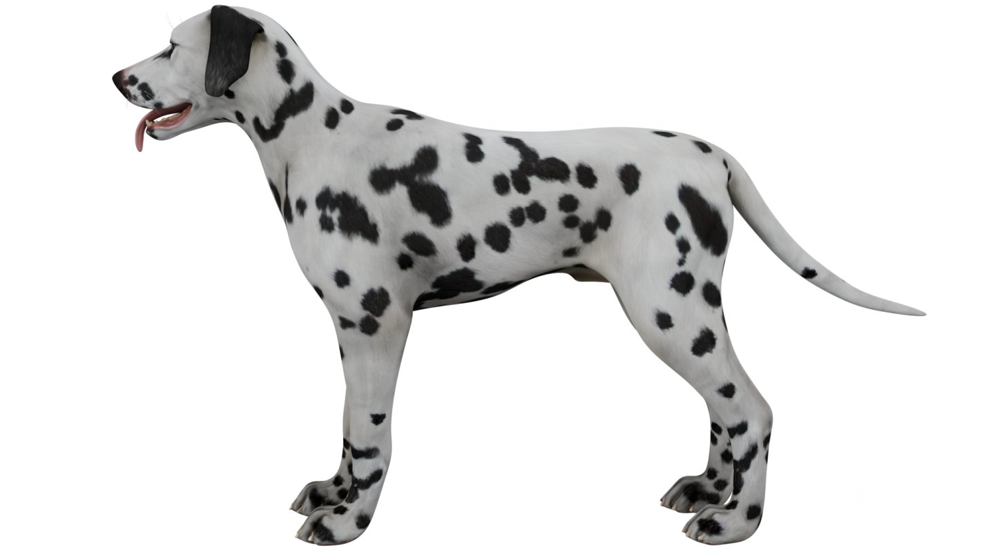 Dalmatian Image 5