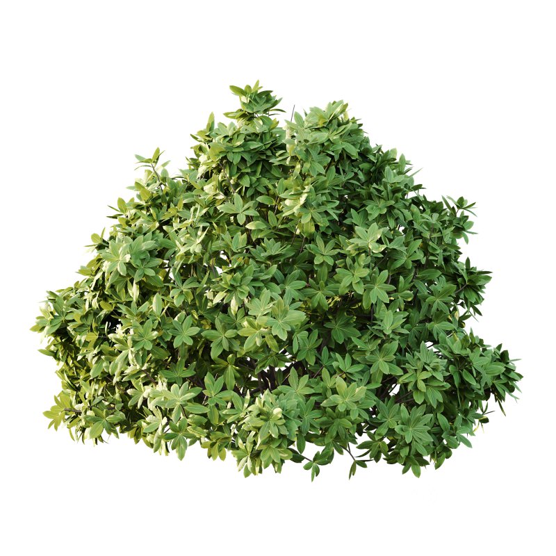 Edgeworthia chrysantha Plant Bush 02 Image 4