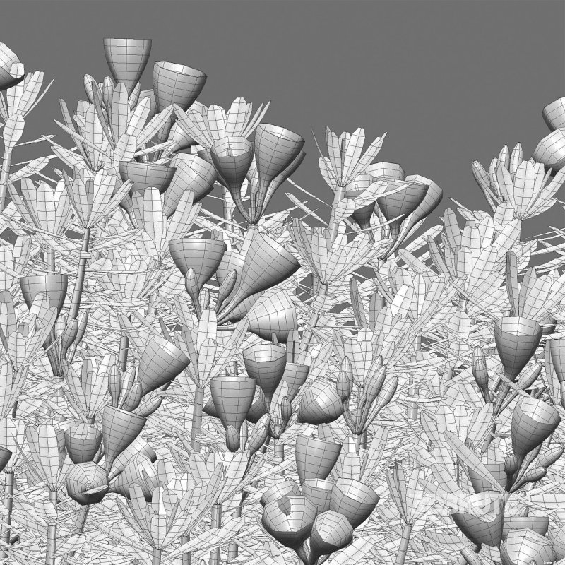 Daphne arbuscula – Shrubby daphne 02 Image 7