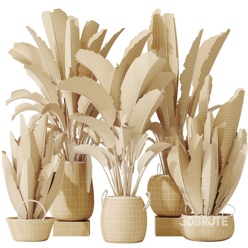 AV Indoor plants set 205 Ravenala Banana Strelitzia Nicolai Bird Of Paradise Image 11