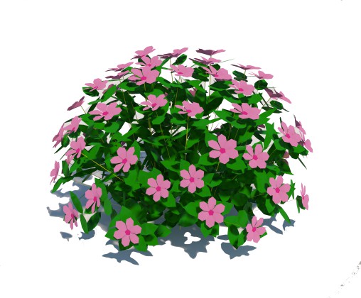 Impatiens-pink