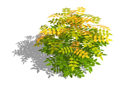 Nandina domestica-heavenly bamboo